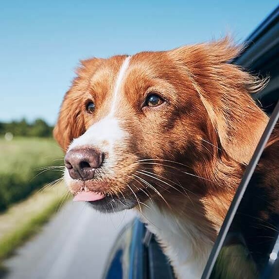 Vacanza con il cane in Boitzenburger Land